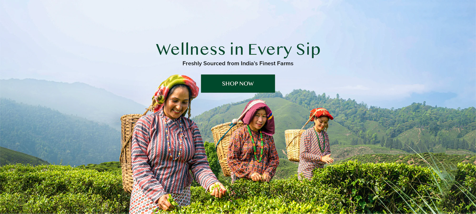 India's Finest Teas, Delivered Fresh